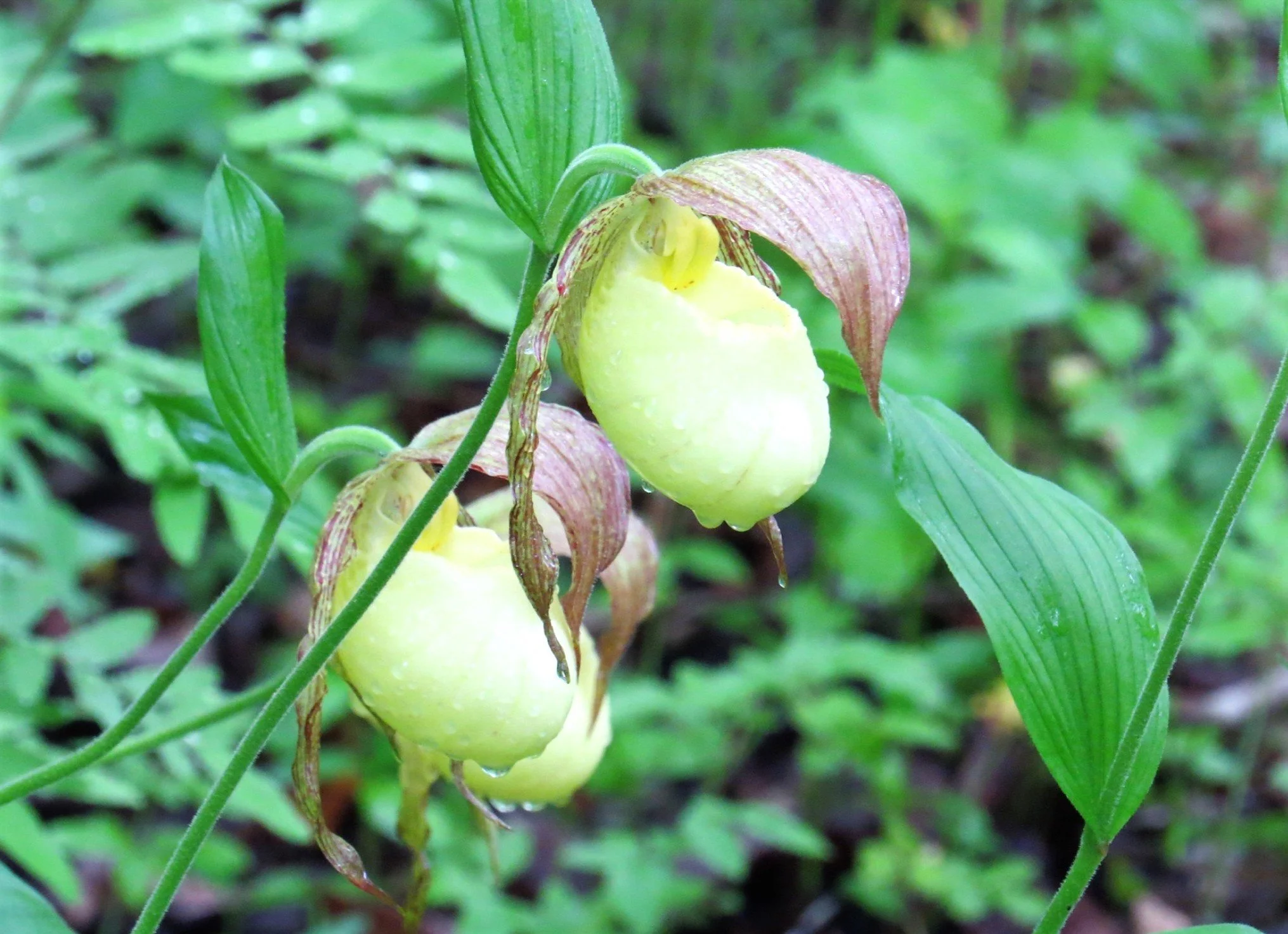 Hickory Hollow Field Trip – Lancaster - Open to all