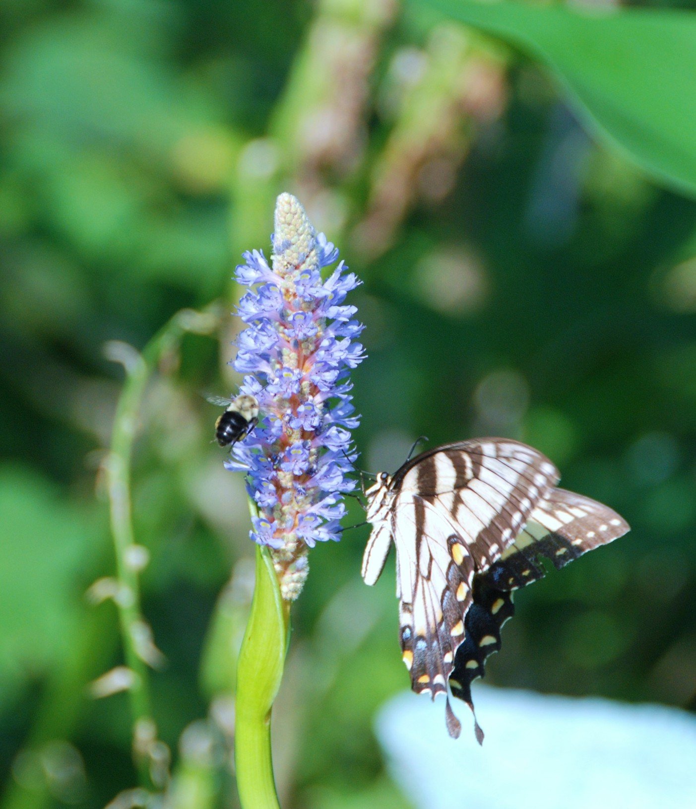 Cat Point Creek site of the Rappahannock River Valley National Wildlife Refuge – near Warsaw – Open to All