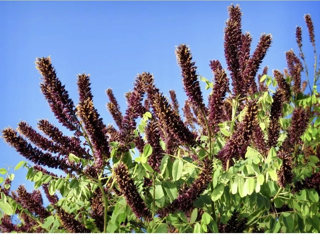 Plant of the Month May 2025:  False Indigo-bush
