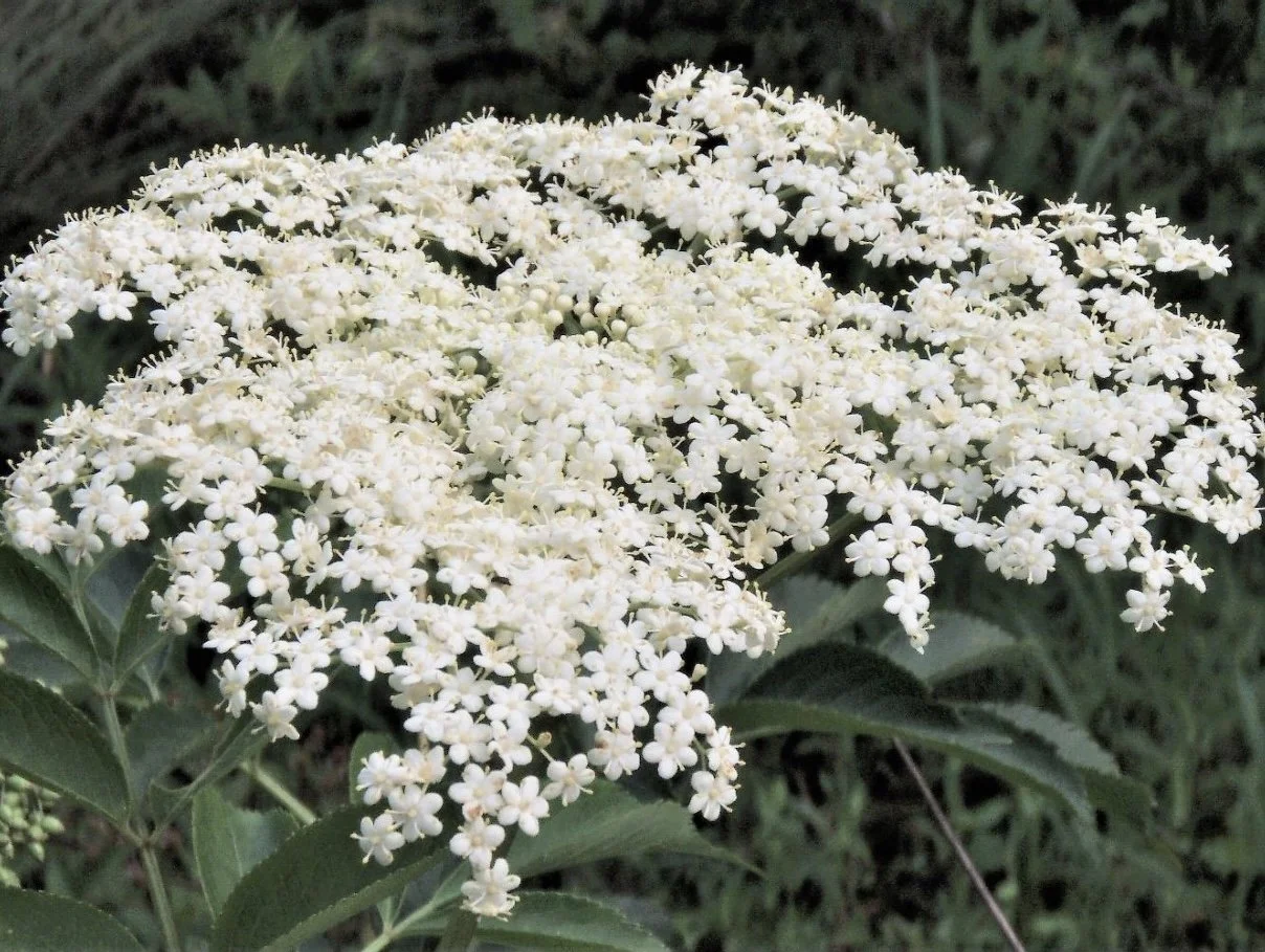 Plant of the Month June 2025: American Elderberry