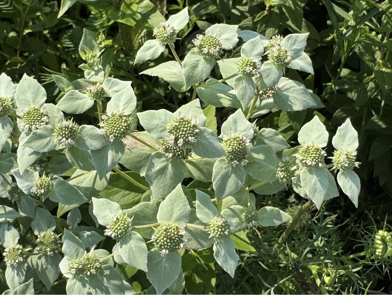 Plant of the Month July 2025: Short-toothed Mountain-mint