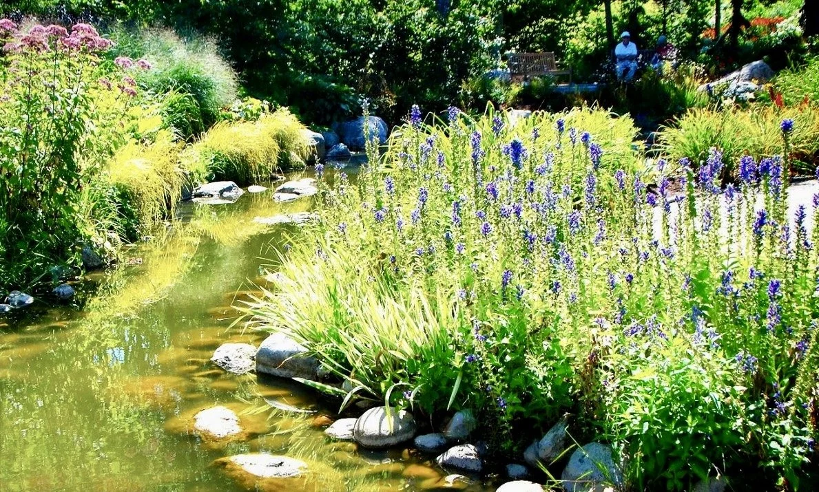 Plant of the Month August 2025: Great Blue Lobelia