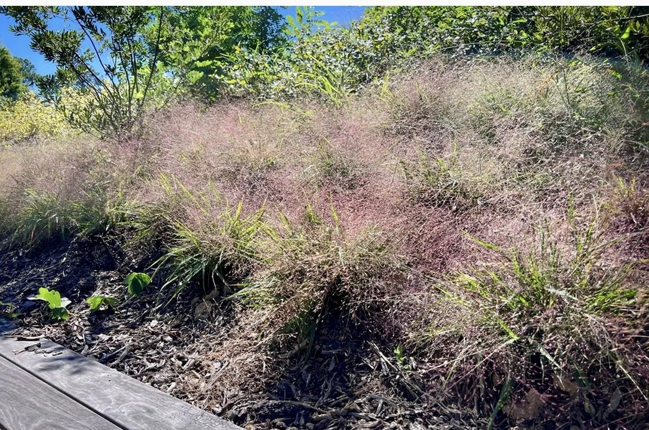 Plant of the Month September 2025: Purple Lovegrass