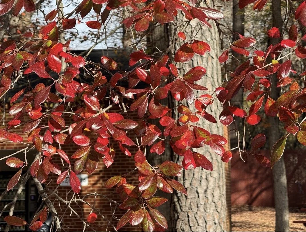 Plant of the Month October 2025: Black Gum
