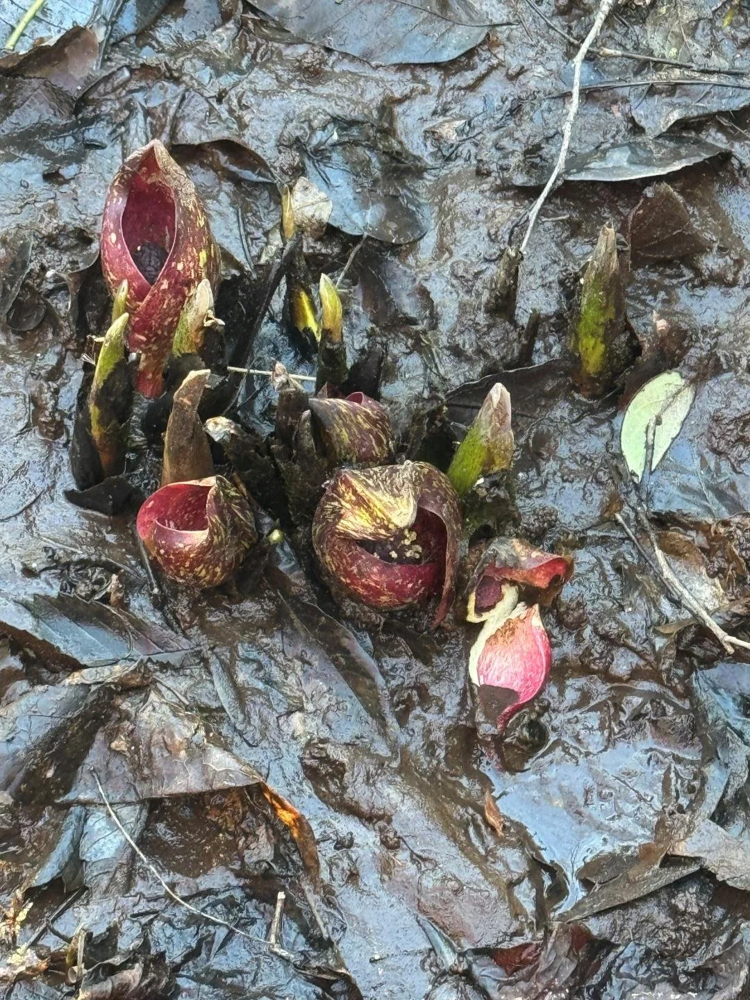 Hickory Hollow New Year Walk – Sunday, January 4, 2026