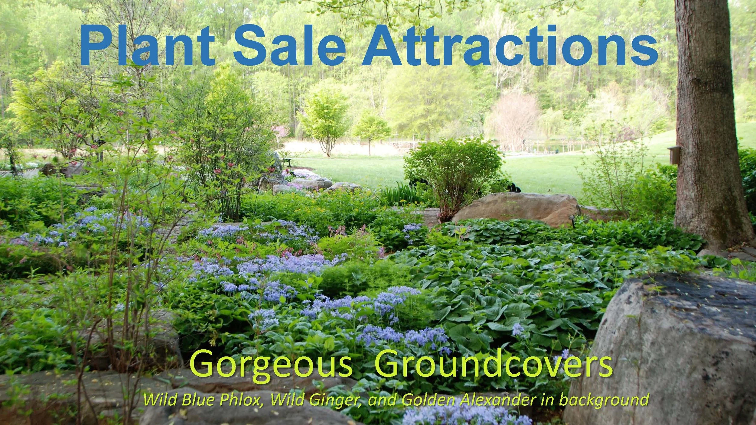 Woodland Groundcovers for Shady Gardens updated_Page_01.jpg