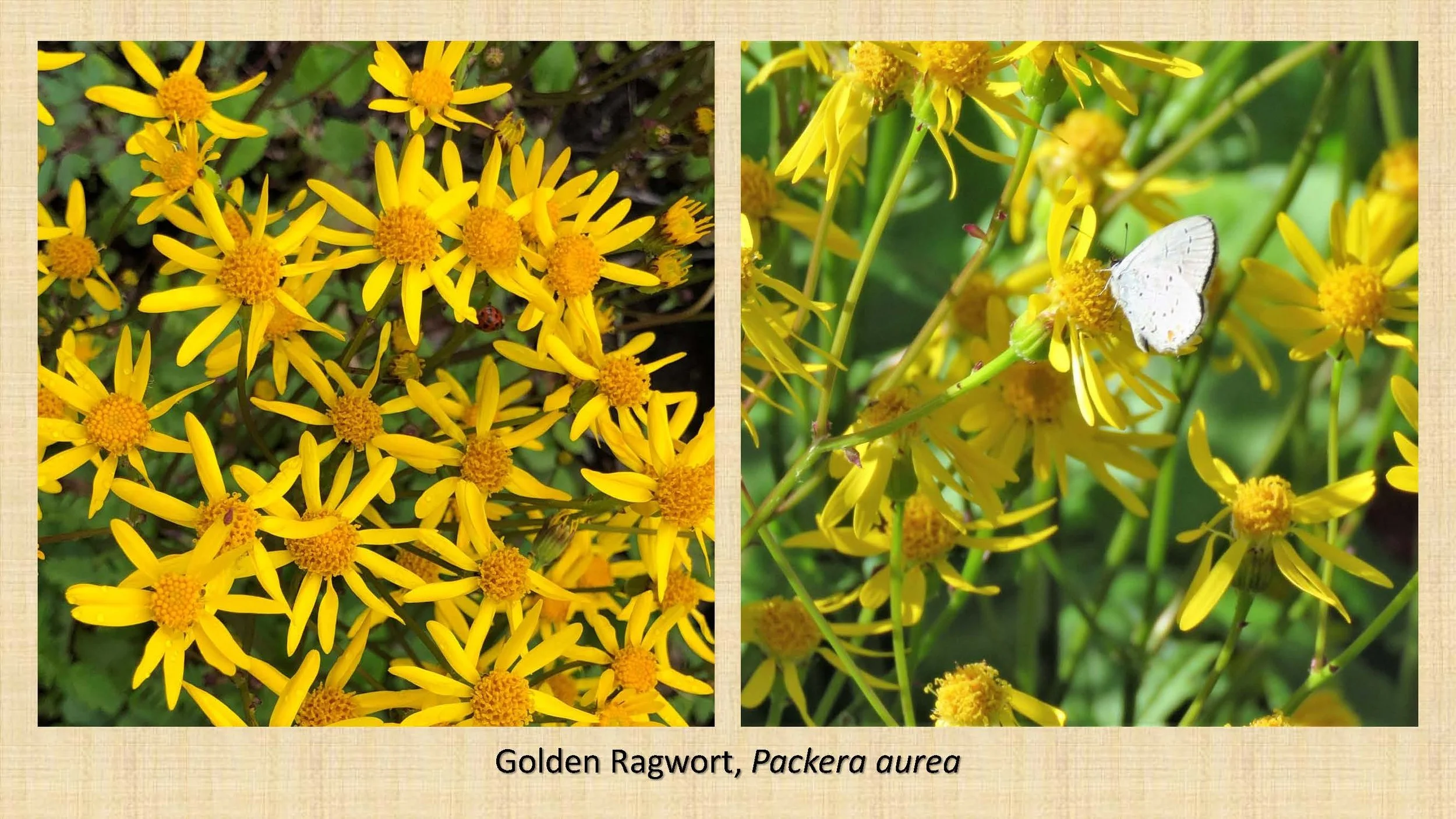 Woodland Groundcovers for Shady Gardens updated_Page_02.jpg