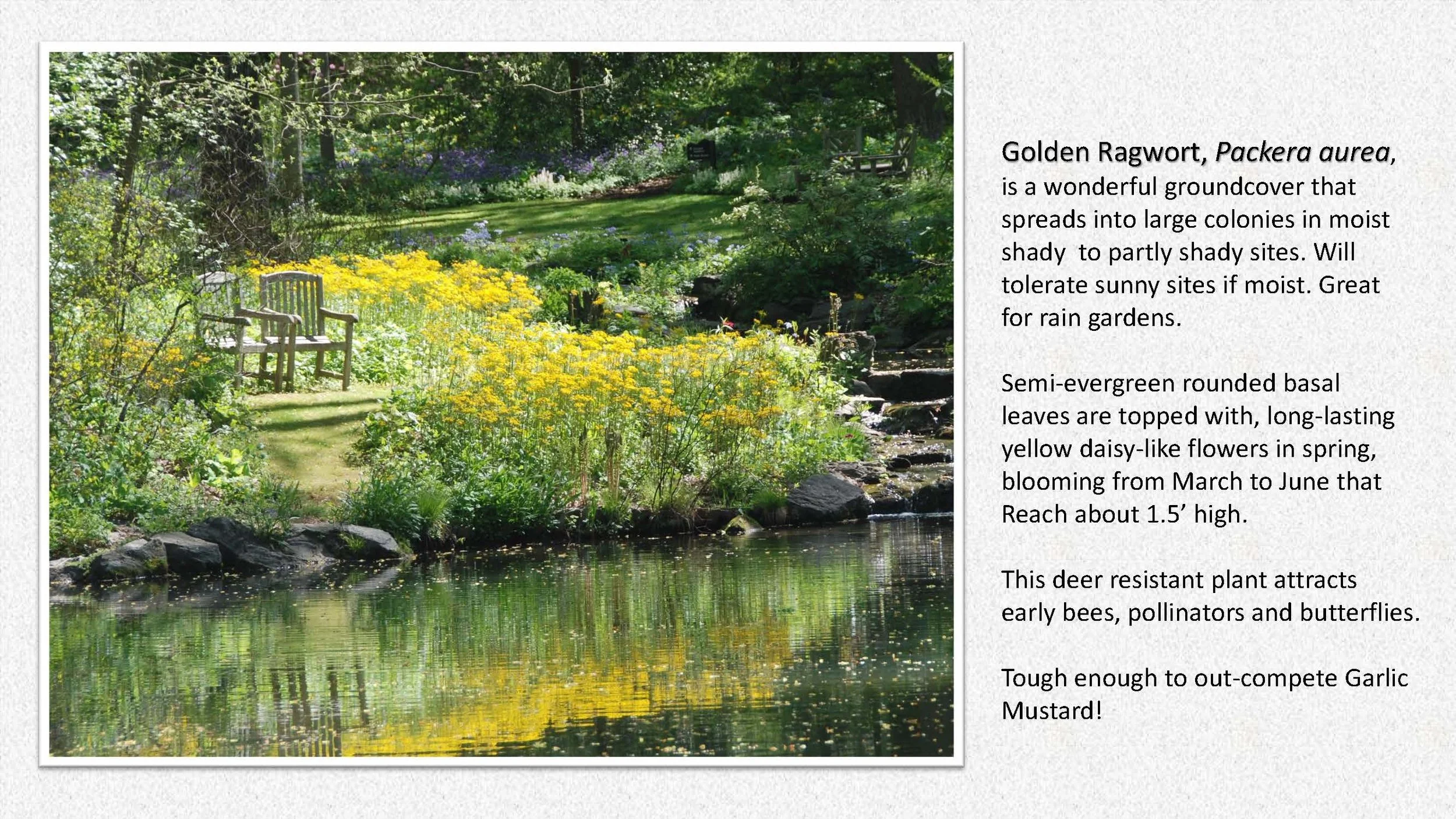 Woodland Groundcovers for Shady Gardens updated_Page_03.jpg