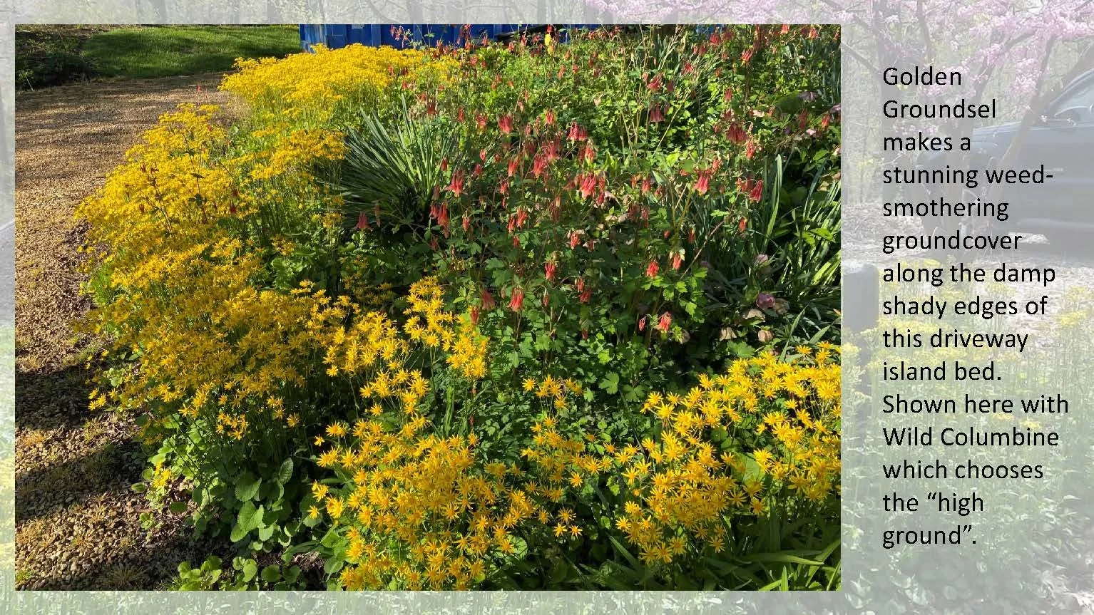 Woodland Groundcovers for Shady Gardens updated_Page_04.jpg