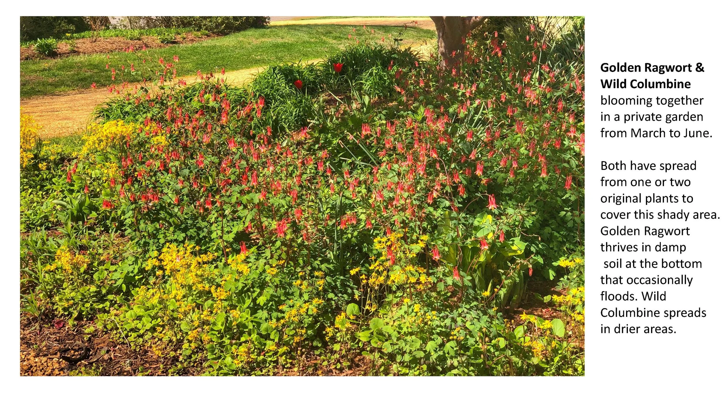 Woodland Groundcovers for Shady Gardens updated_Page_05.jpg