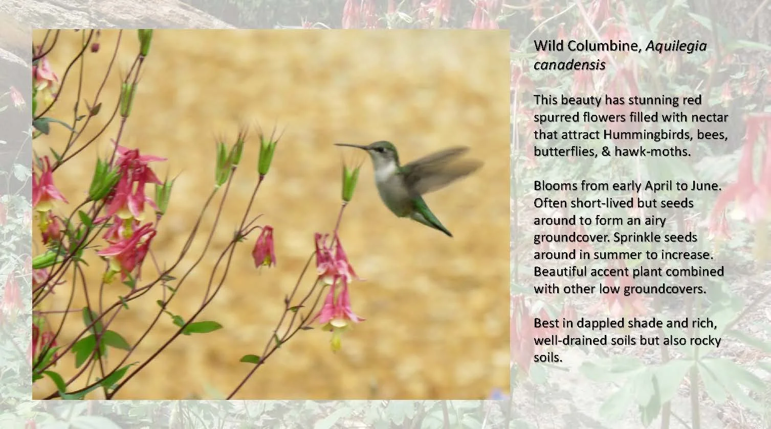 Woodland Groundcovers for Shady Gardens updated_Page_06.jpg