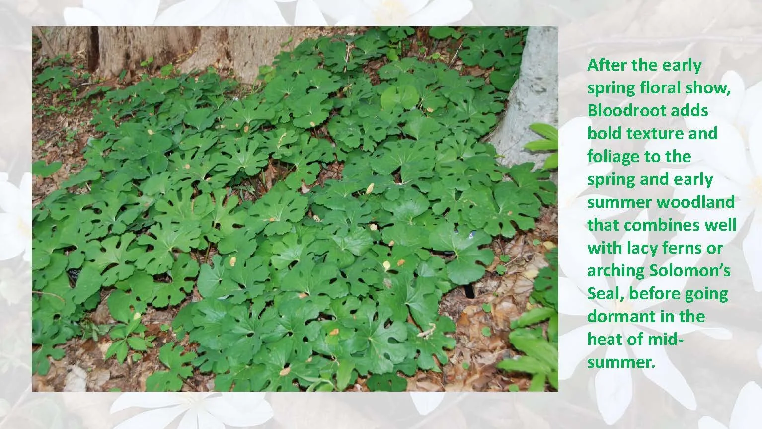 Woodland Groundcovers for Shady Gardens updated_Page_08.jpg