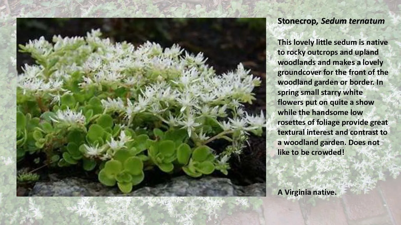 Woodland Groundcovers for Shady Gardens updated_Page_10.jpg