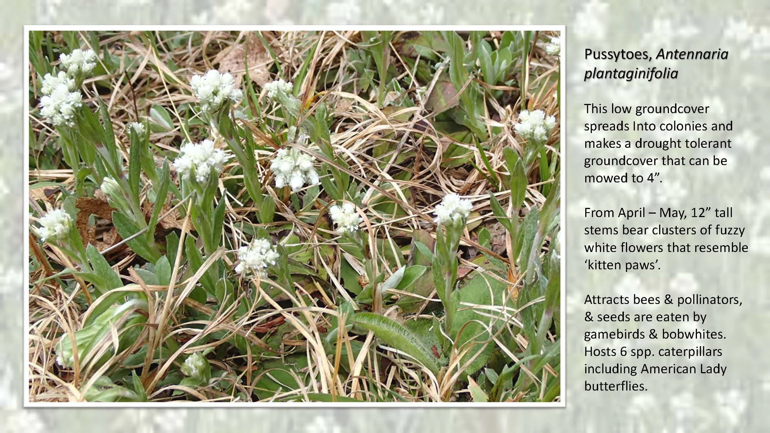 Woodland Groundcovers for Shady Gardens updated_Page_11.jpg