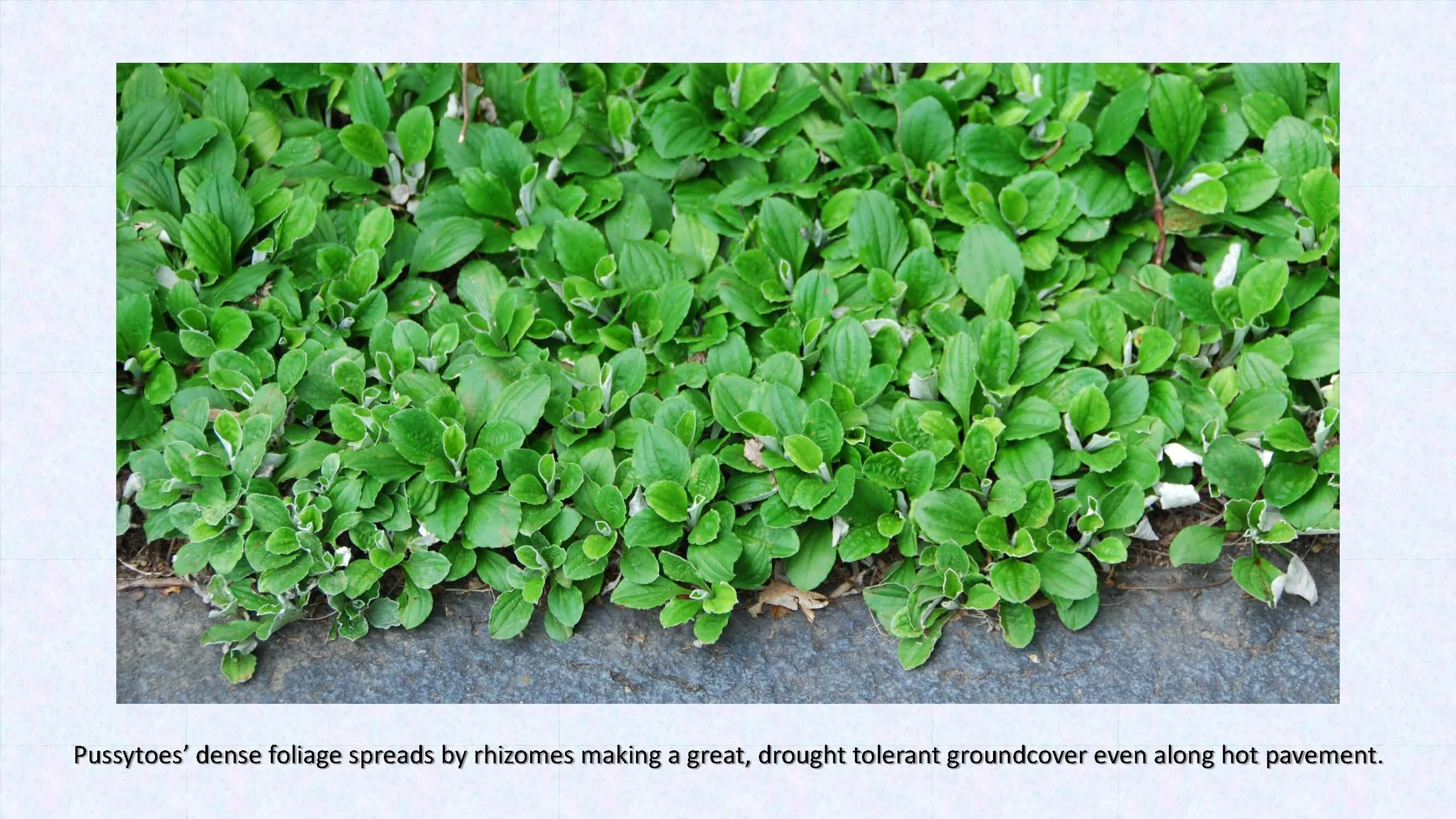 Woodland Groundcovers for Shady Gardens updated_Page_13.jpg