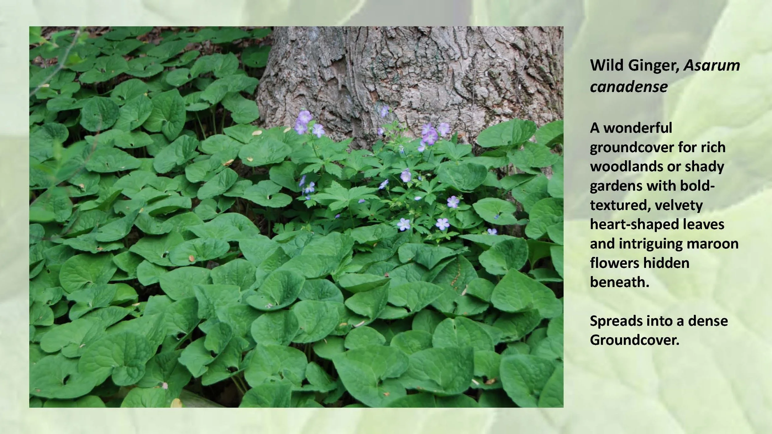 Woodland Groundcovers for Shady Gardens updated_Page_14.jpg