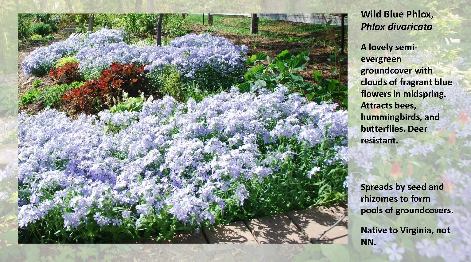 Woodland Groundcovers for Shady Gardens updated_Page_15.jpg