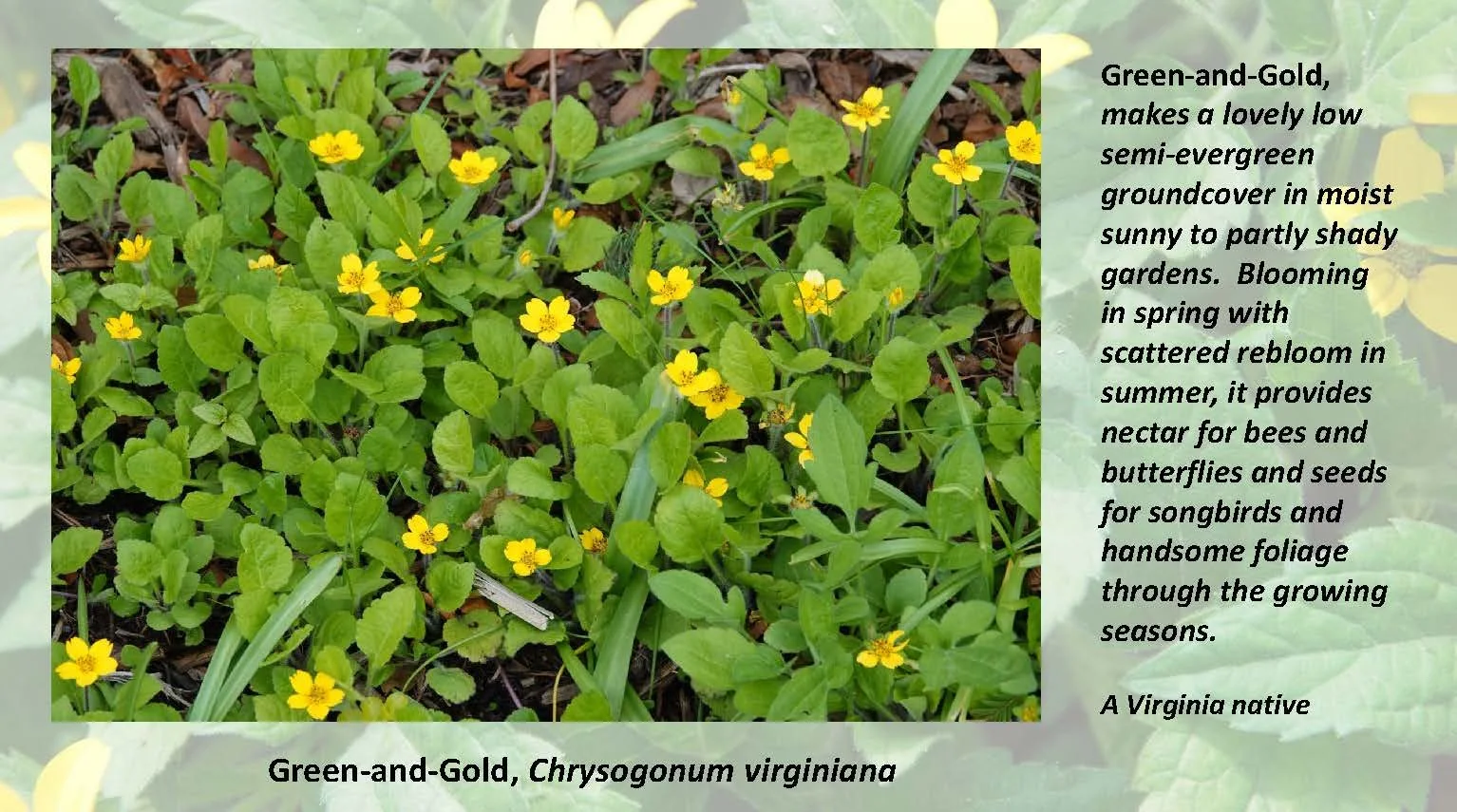 Woodland Groundcovers for Shady Gardens updated_Page_17.jpg