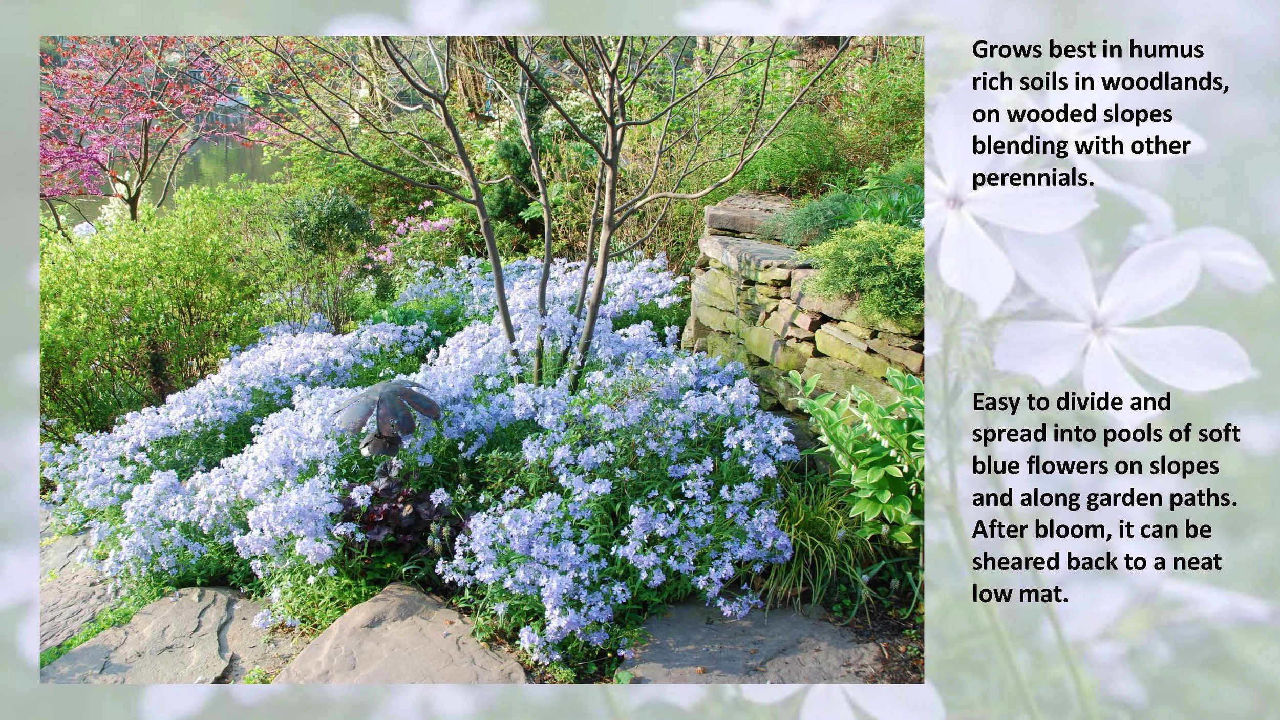 Woodland Groundcovers for Shady Gardens updated_Page_16.jpg