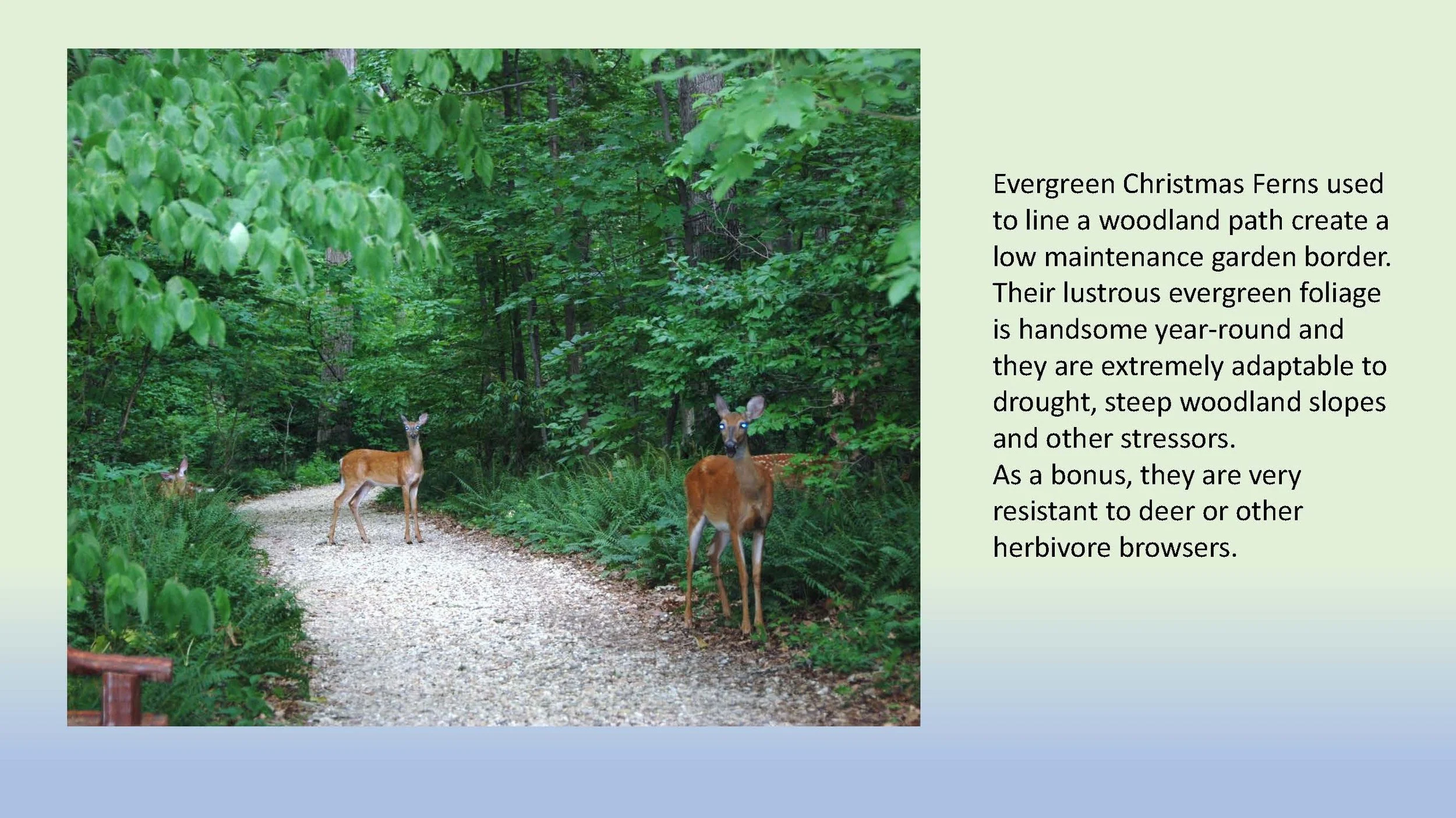 Woodland Groundcovers for Shady Gardens updated_Page_19.jpg