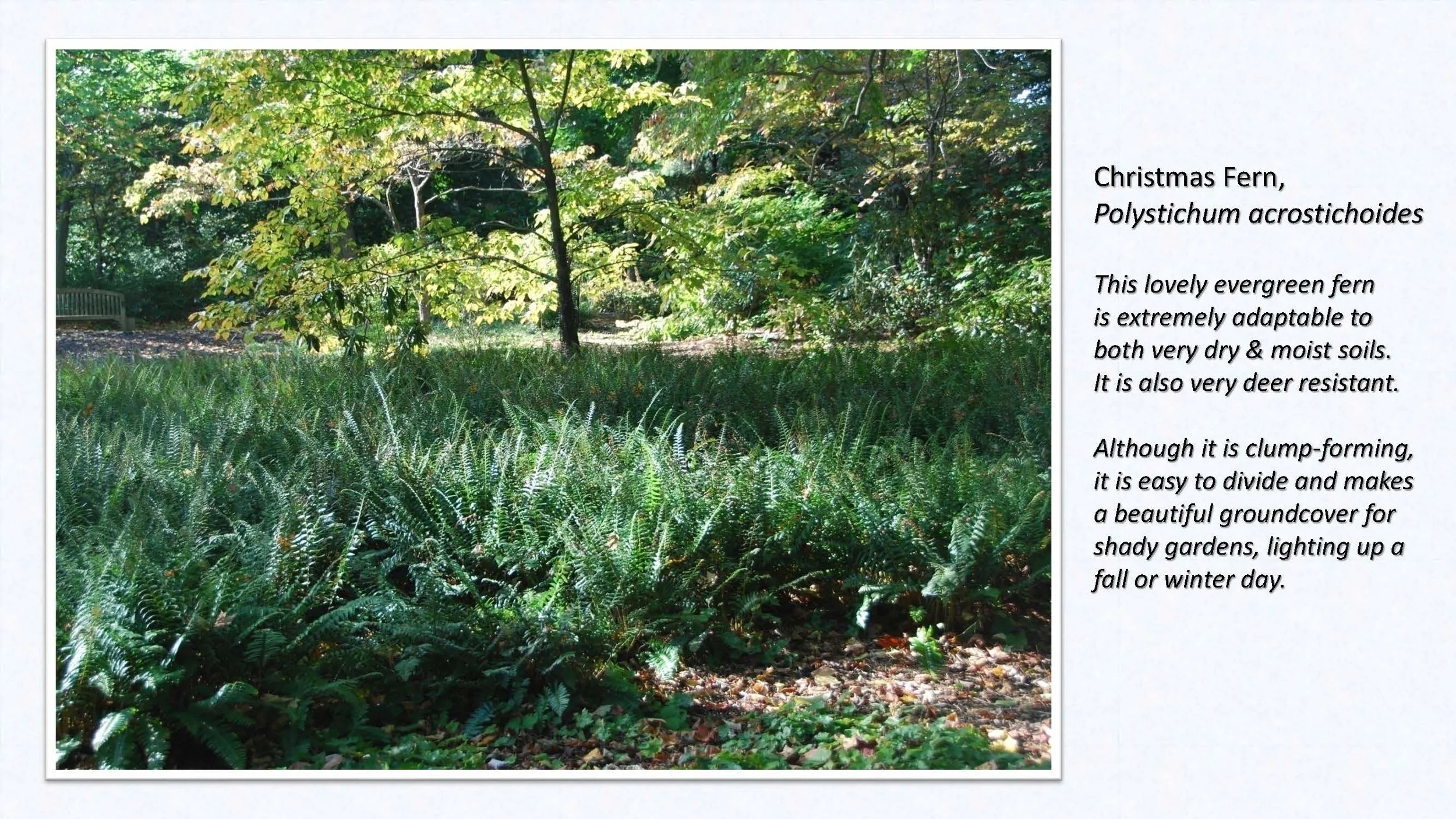 Woodland Groundcovers for Shady Gardens updated_Page_18.jpg