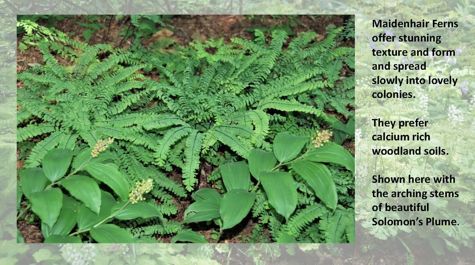 Woodland Groundcovers for Shady Gardens updated_Page_21.jpg