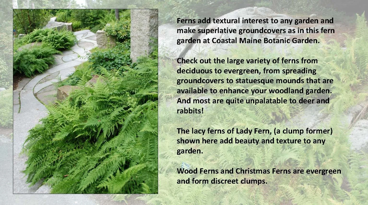 Woodland Groundcovers for Shady Gardens updated_Page_20.jpg