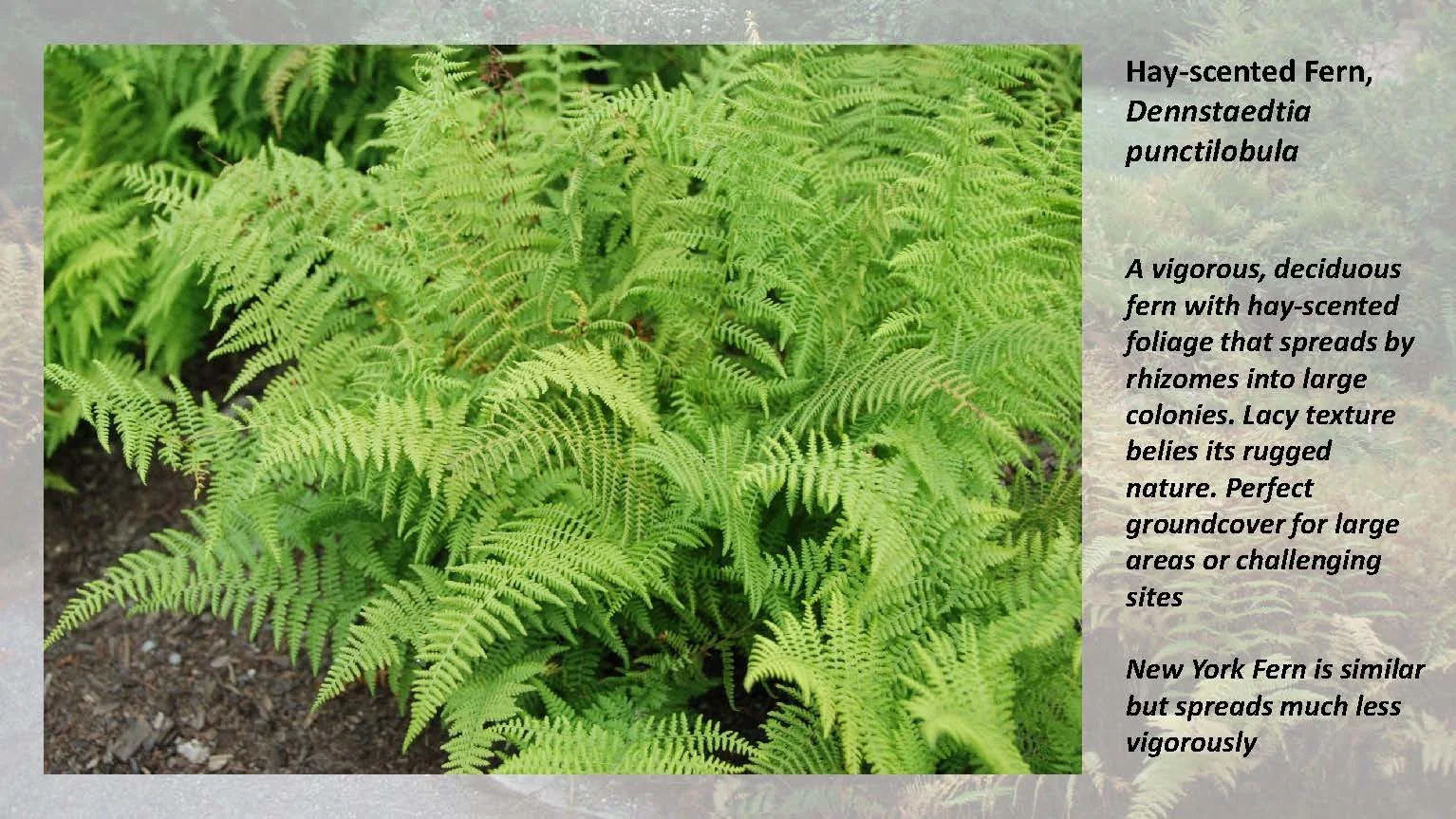 Woodland Groundcovers for Shady Gardens updated_Page_22.jpg