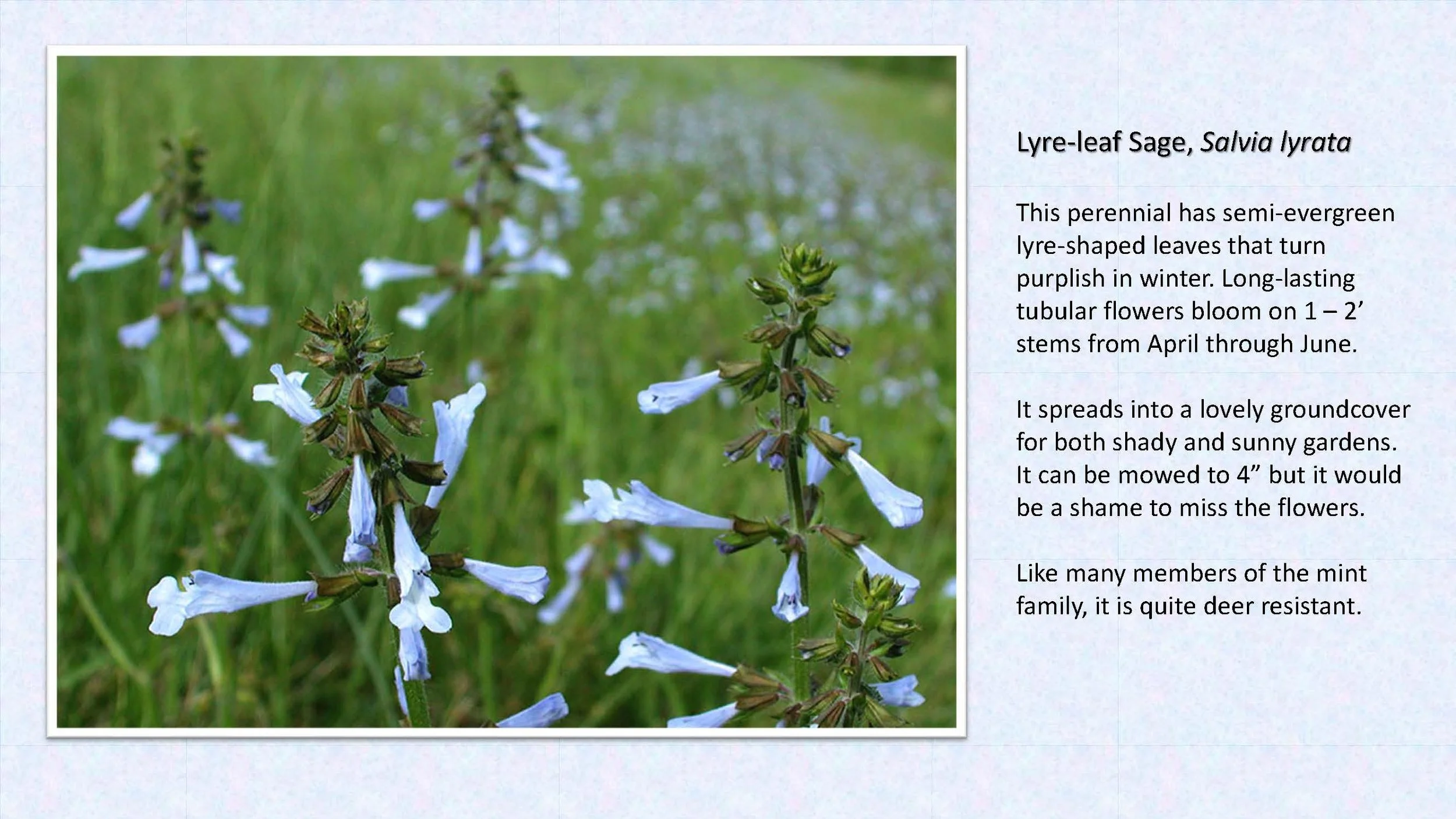 Woodland Groundcovers for Shady Gardens updated_Page_23.jpg