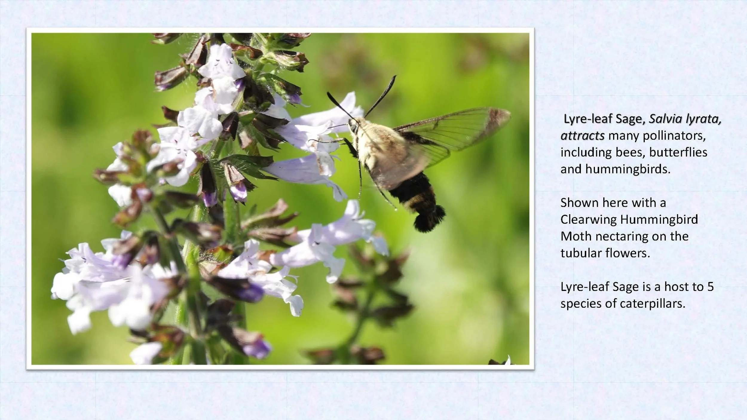 Woodland Groundcovers for Shady Gardens updated_Page_24.jpg