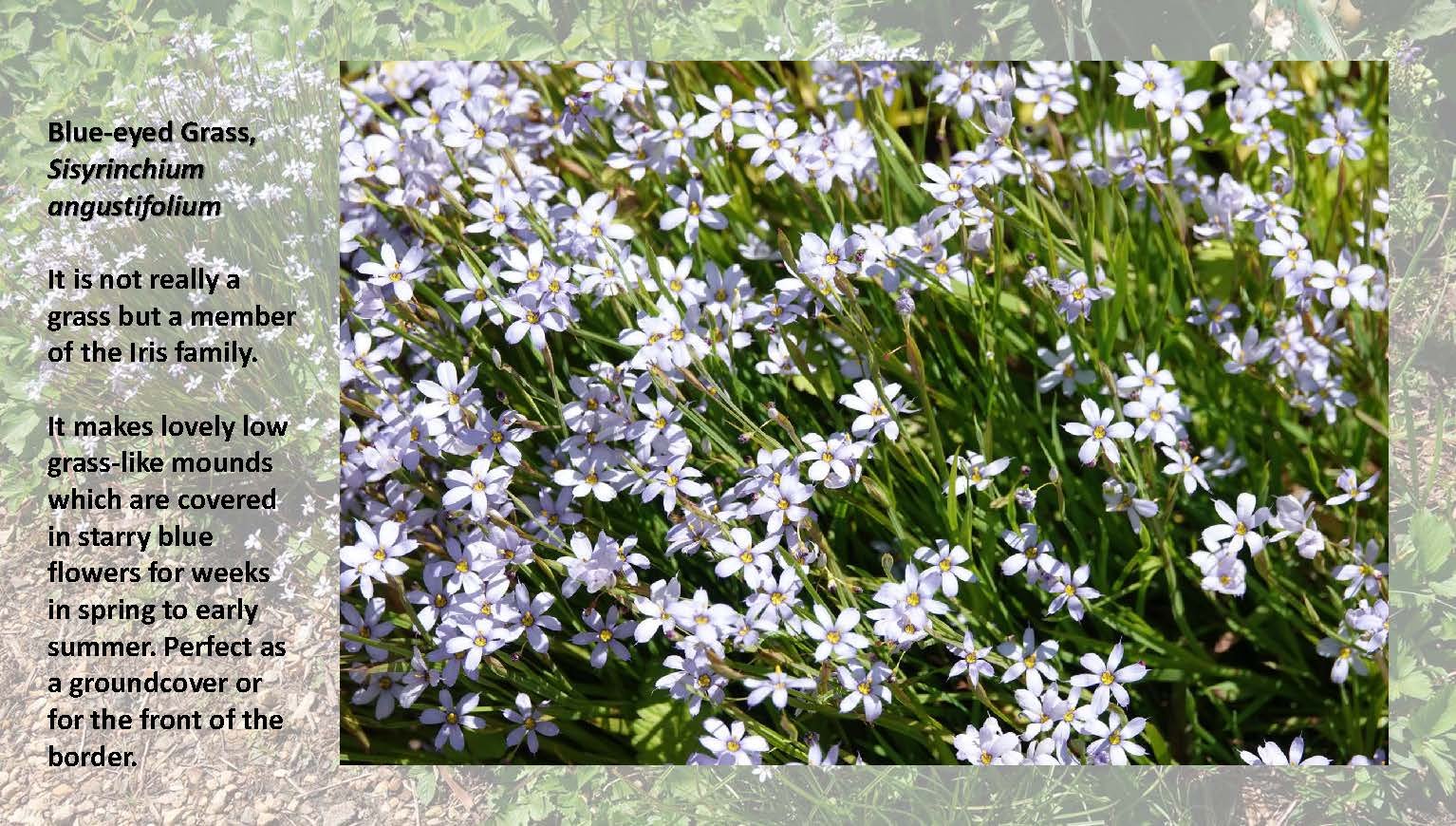 Woodland Groundcovers for Shady Gardens updated_Page_25.jpg