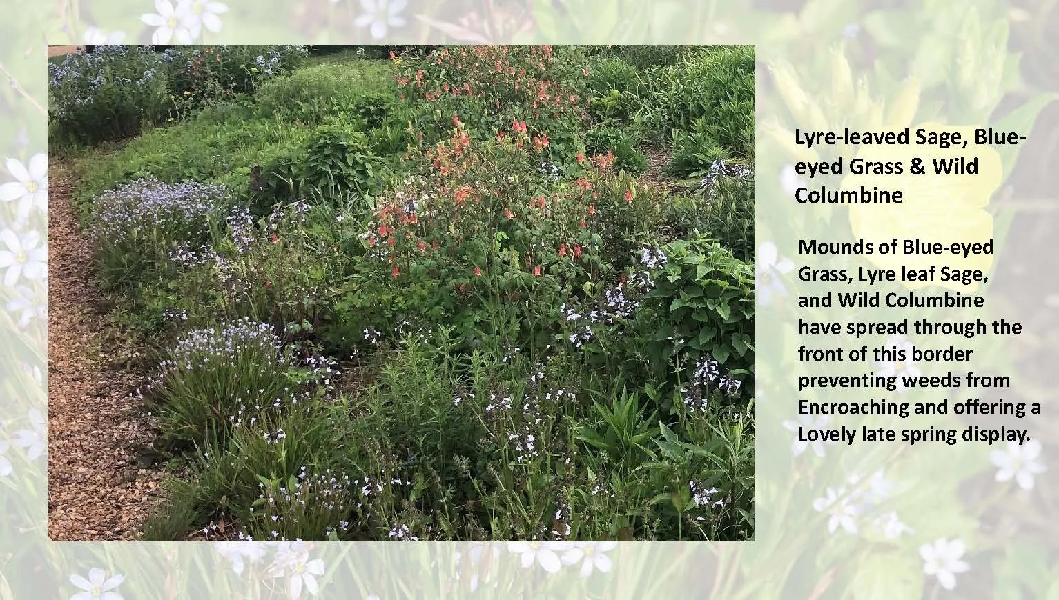 Woodland Groundcovers for Shady Gardens updated_Page_26.jpg