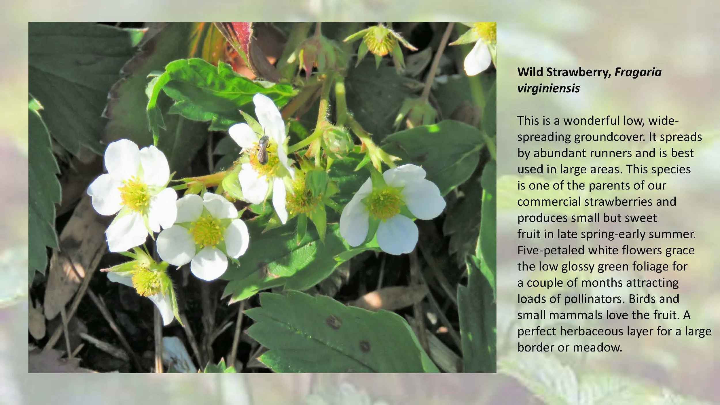 Woodland Groundcovers for Shady Gardens updated_Page_27.jpg