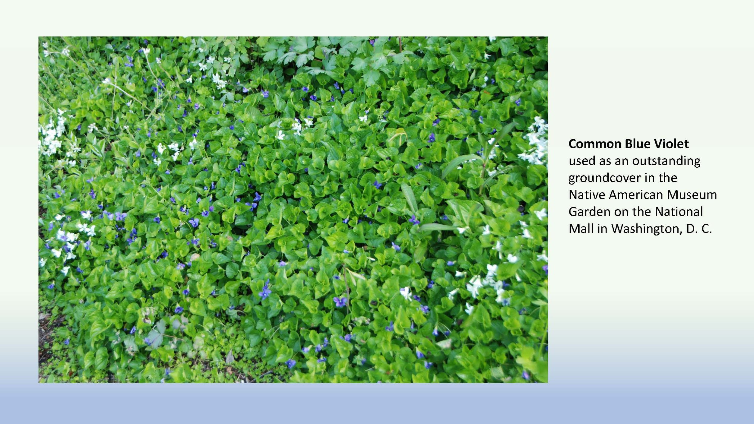 Woodland Groundcovers for Shady Gardens updated_Page_29.jpg