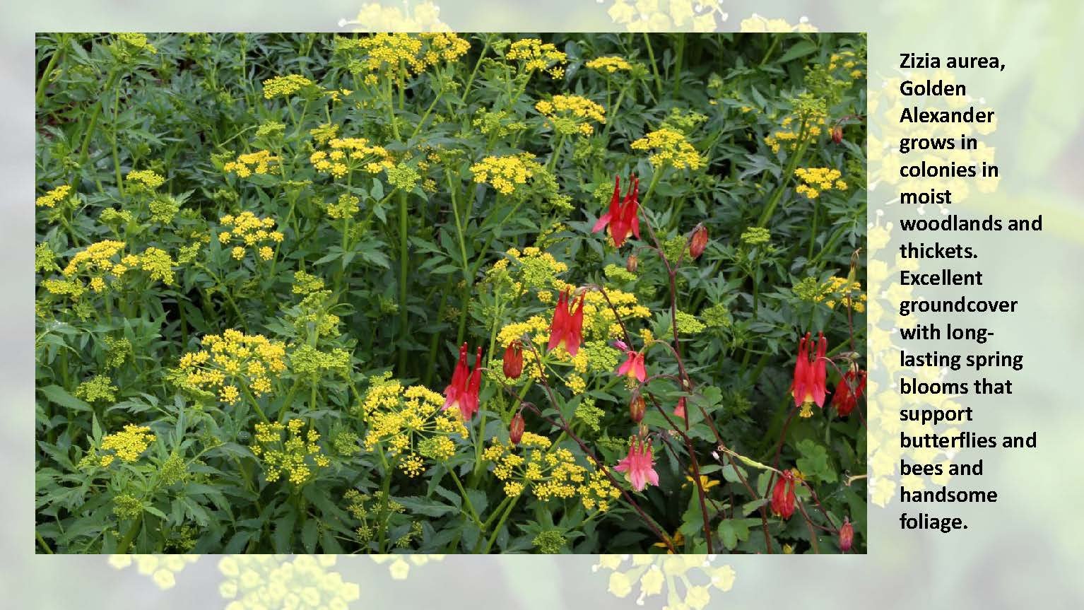 Woodland Groundcovers for Shady Gardens updated_Page_30.jpg