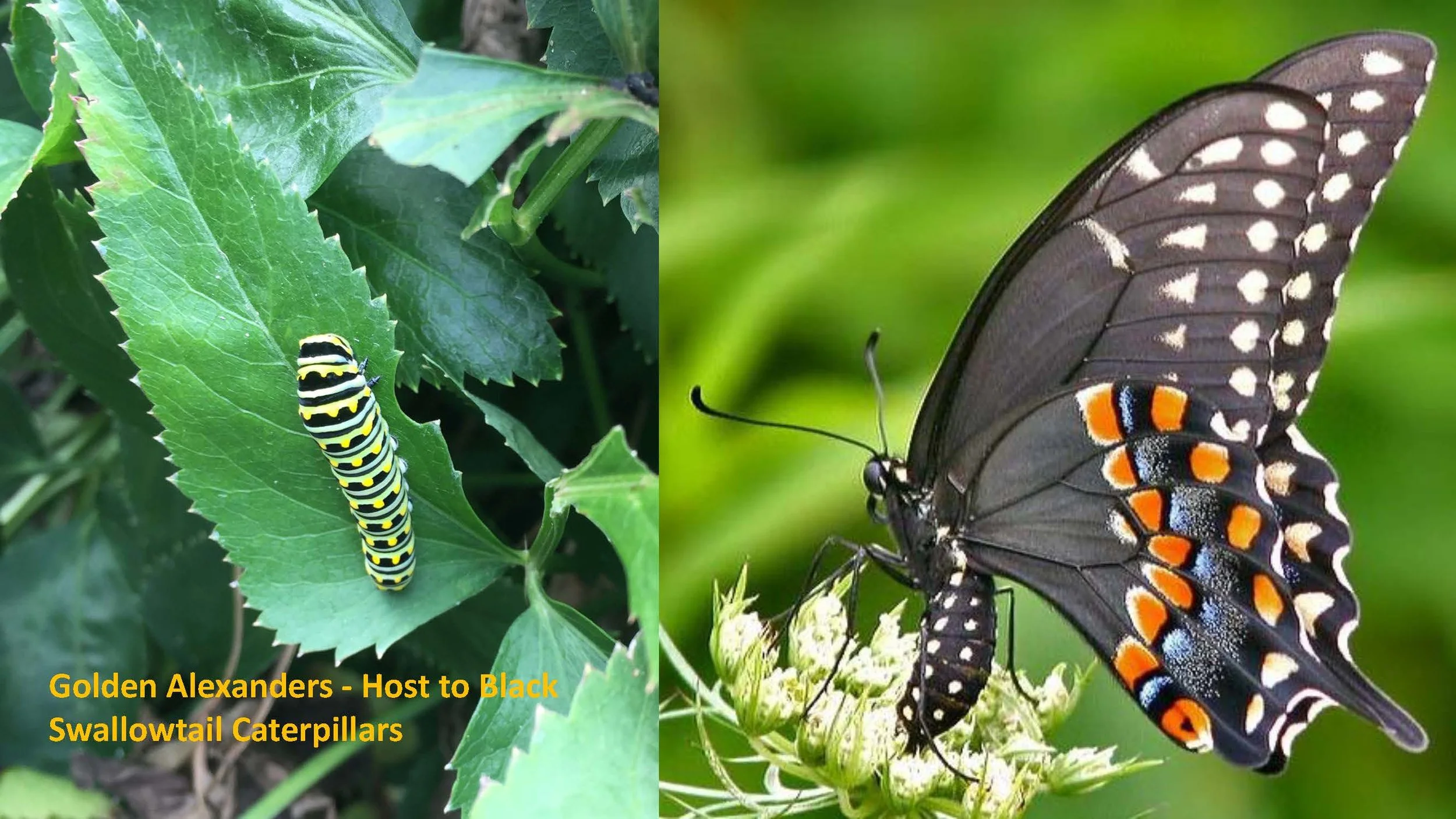 Woodland Groundcovers for Shady Gardens updated_Page_31.jpg