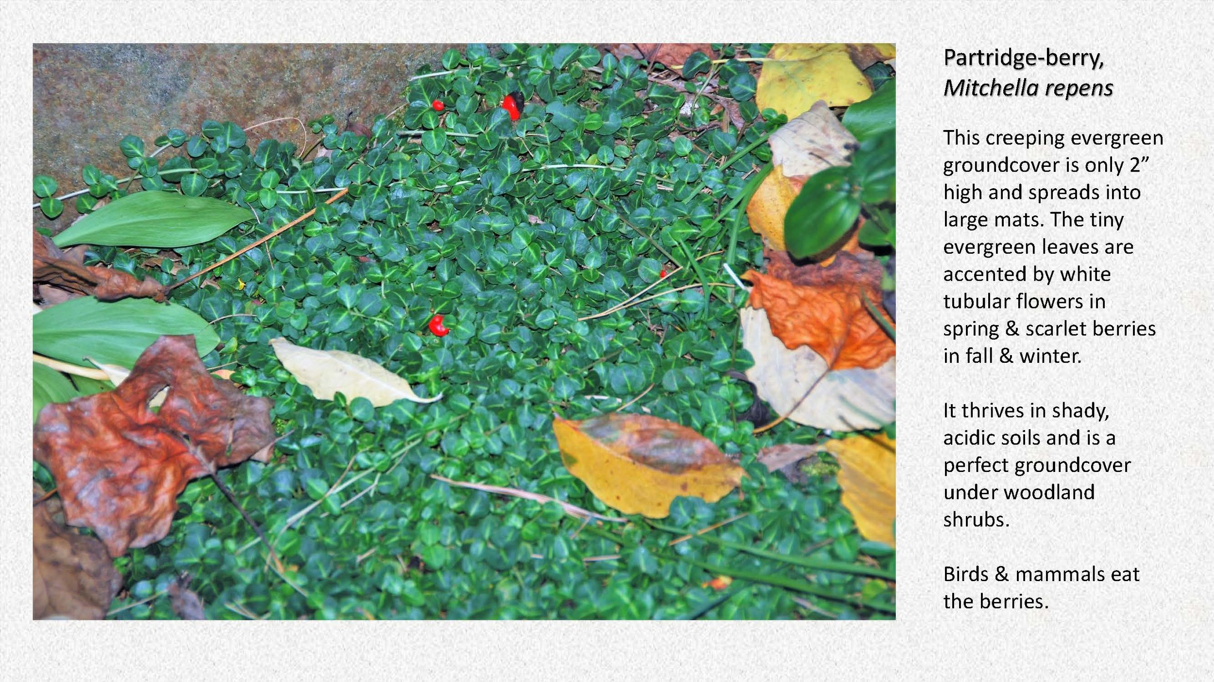 Woodland Groundcovers for Shady Gardens updated_Page_32.jpg