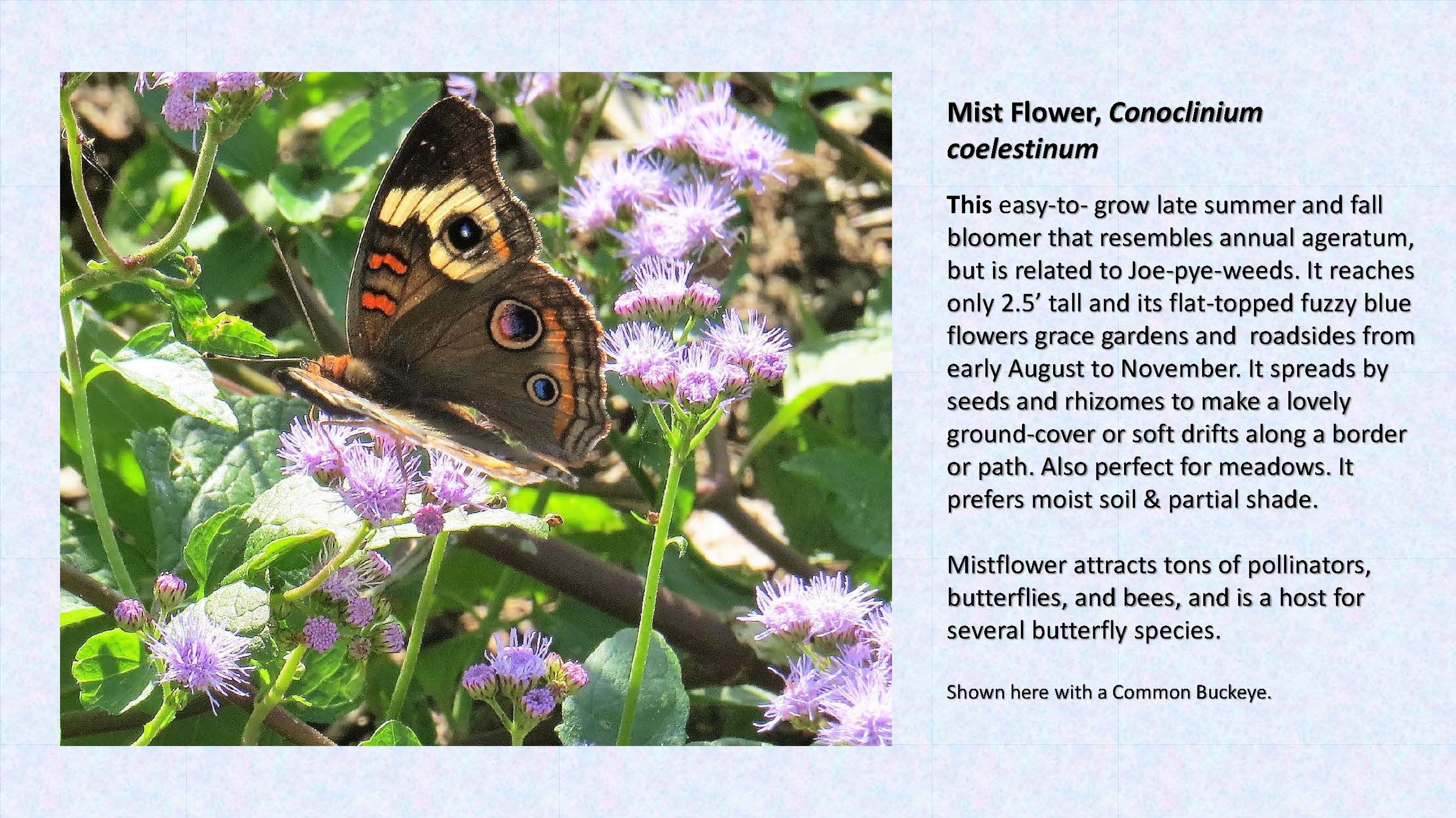 Woodland Groundcovers for Shady Gardens updated_Page_33.jpg