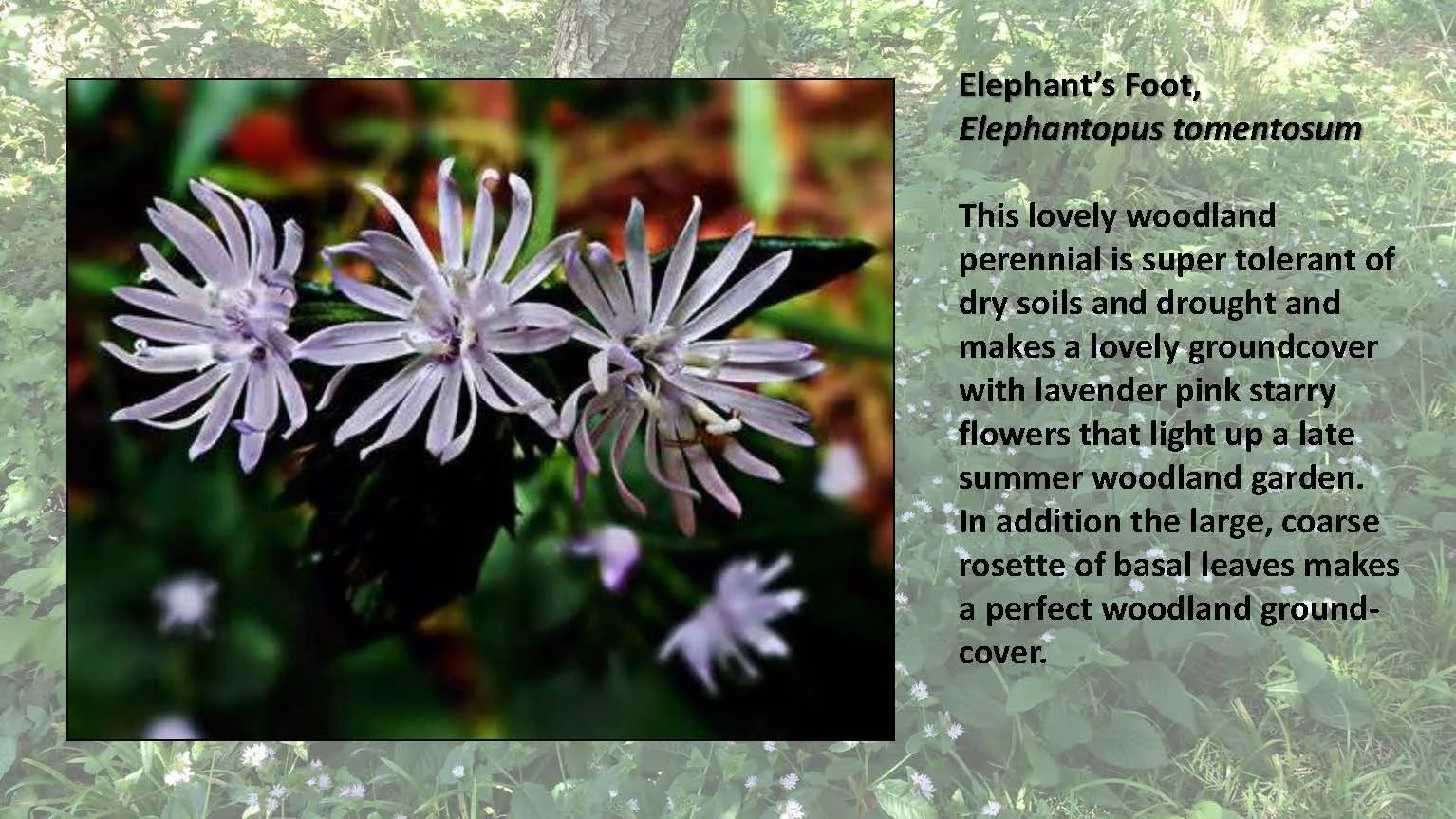 Woodland Groundcovers for Shady Gardens updated_Page_34.jpg