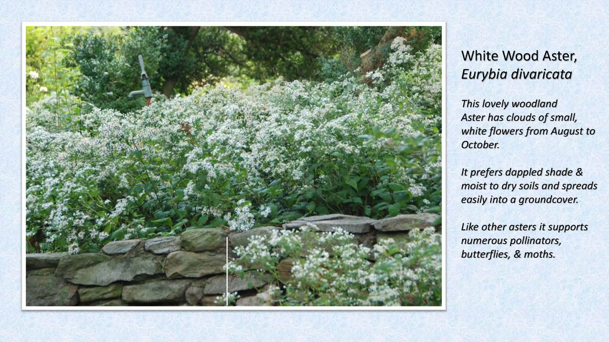 Woodland Groundcovers for Shady Gardens updated_Page_35.jpg