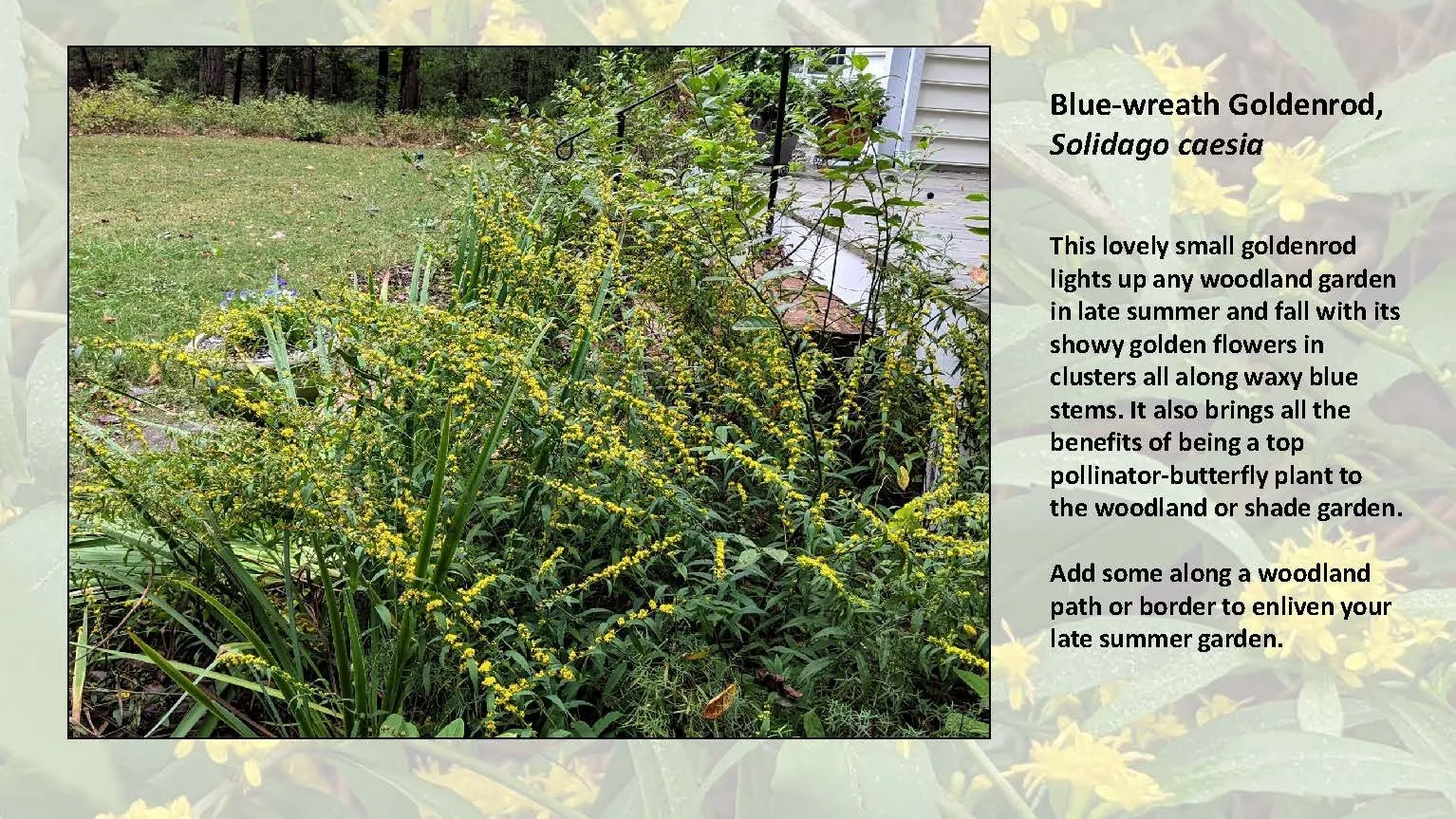 Woodland Groundcovers for Shady Gardens updated_Page_36.jpg