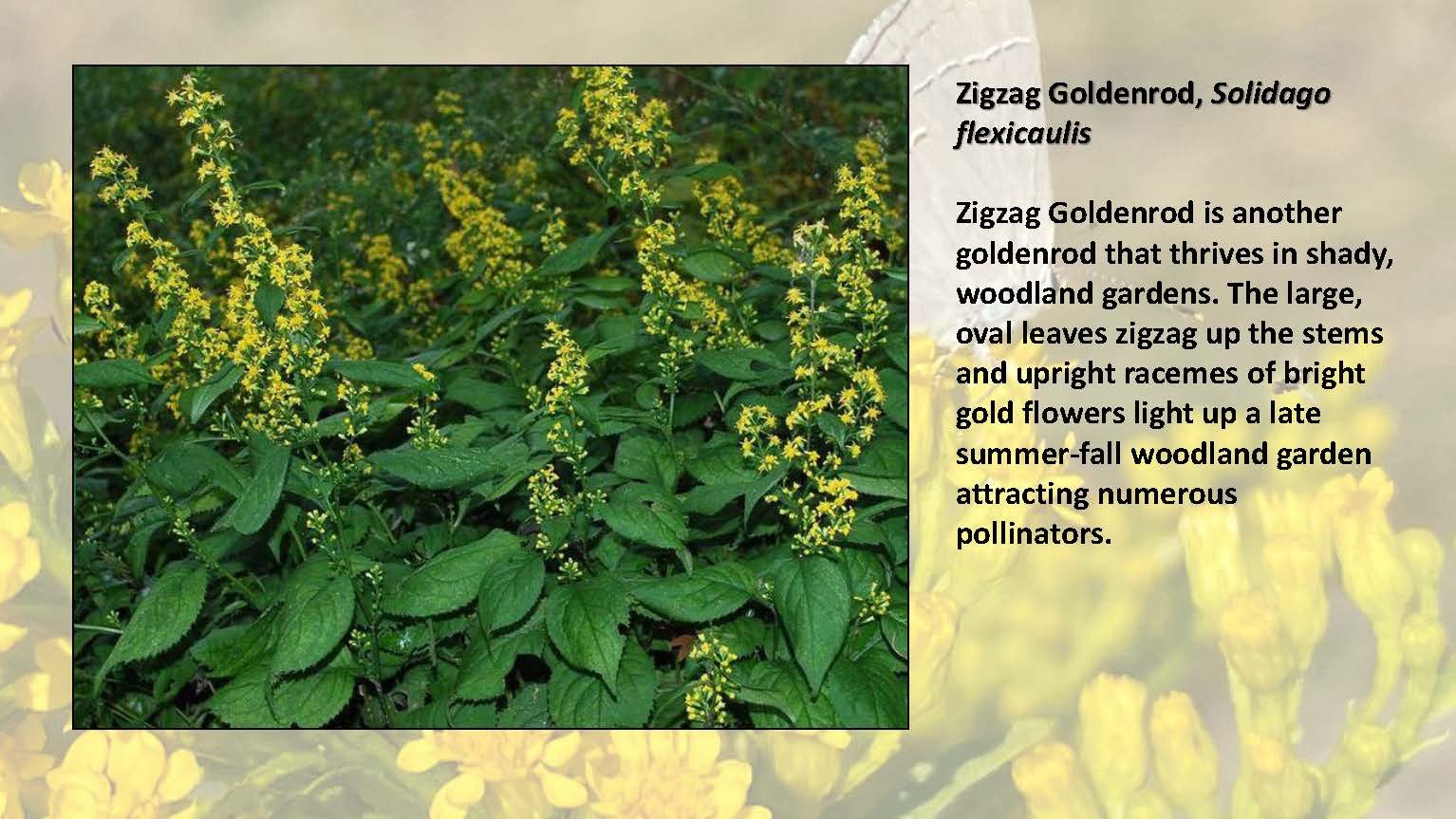 Woodland Groundcovers for Shady Gardens updated_Page_37.jpg