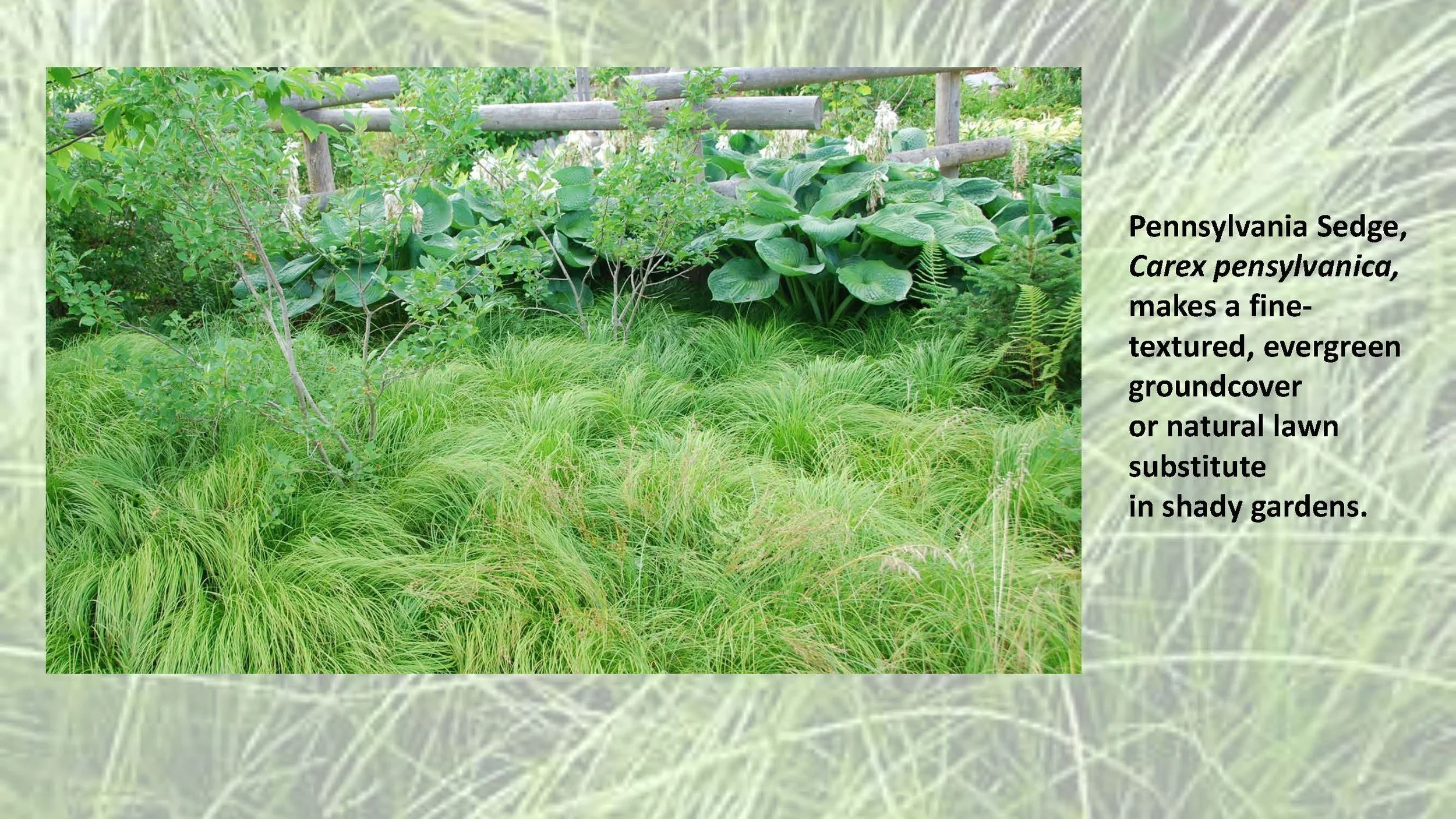 Woodland Groundcovers for Shady Gardens updated_Page_38.jpg