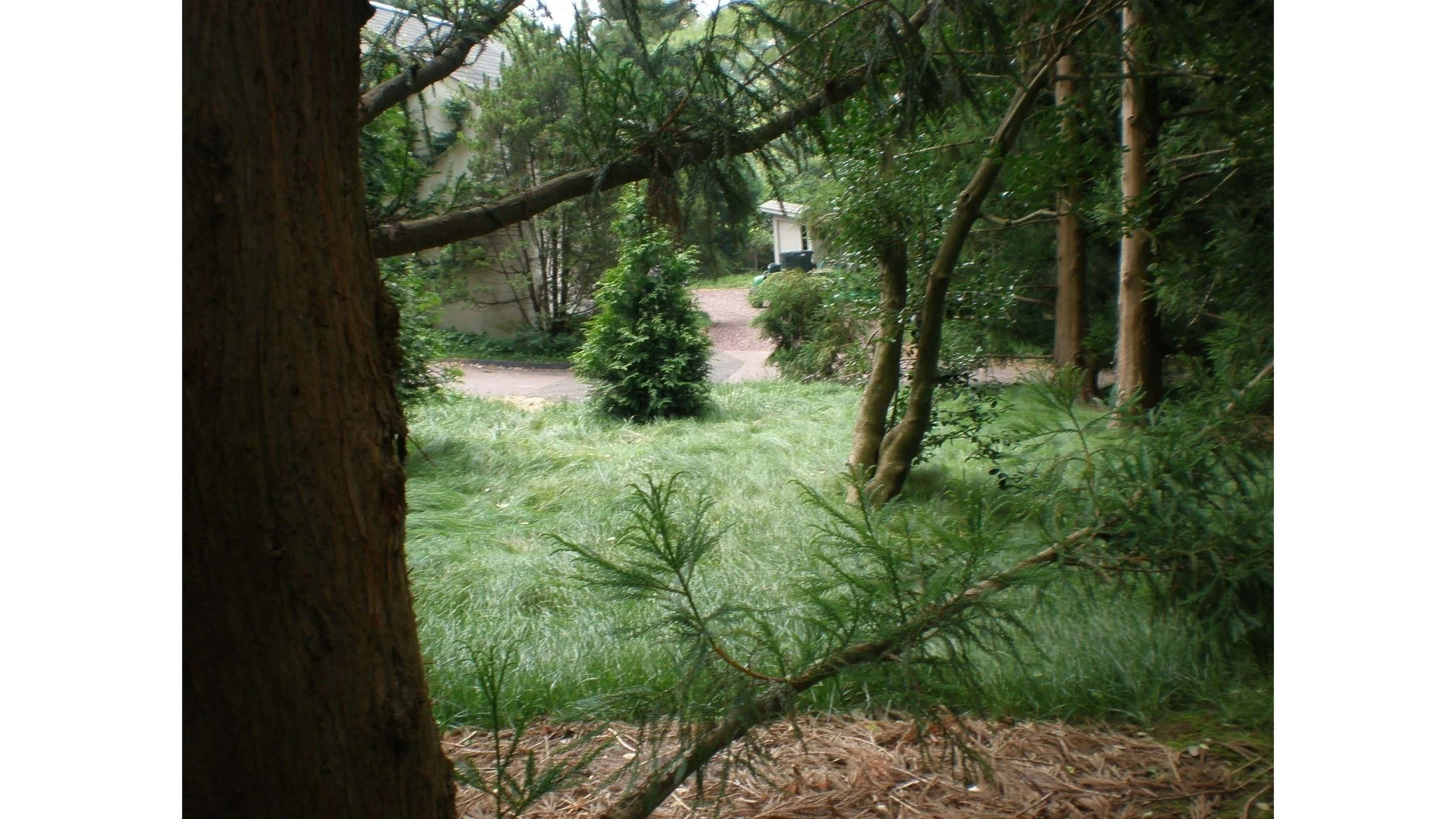 Woodland Groundcovers for Shady Gardens updated_Page_39.jpg