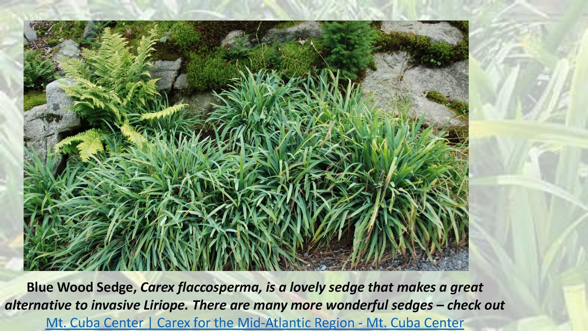 Woodland Groundcovers for Shady Gardens updated_Page_40.jpg