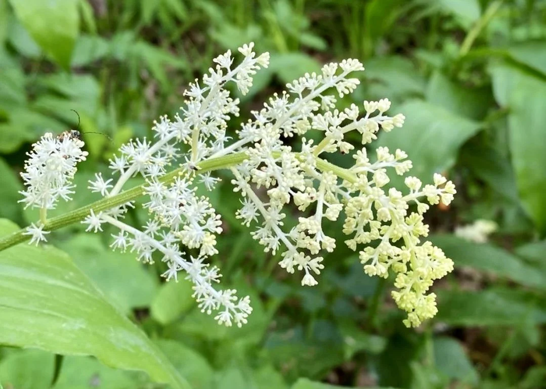 Plant of the Month May 2026: Eastern Solomon’s-plume