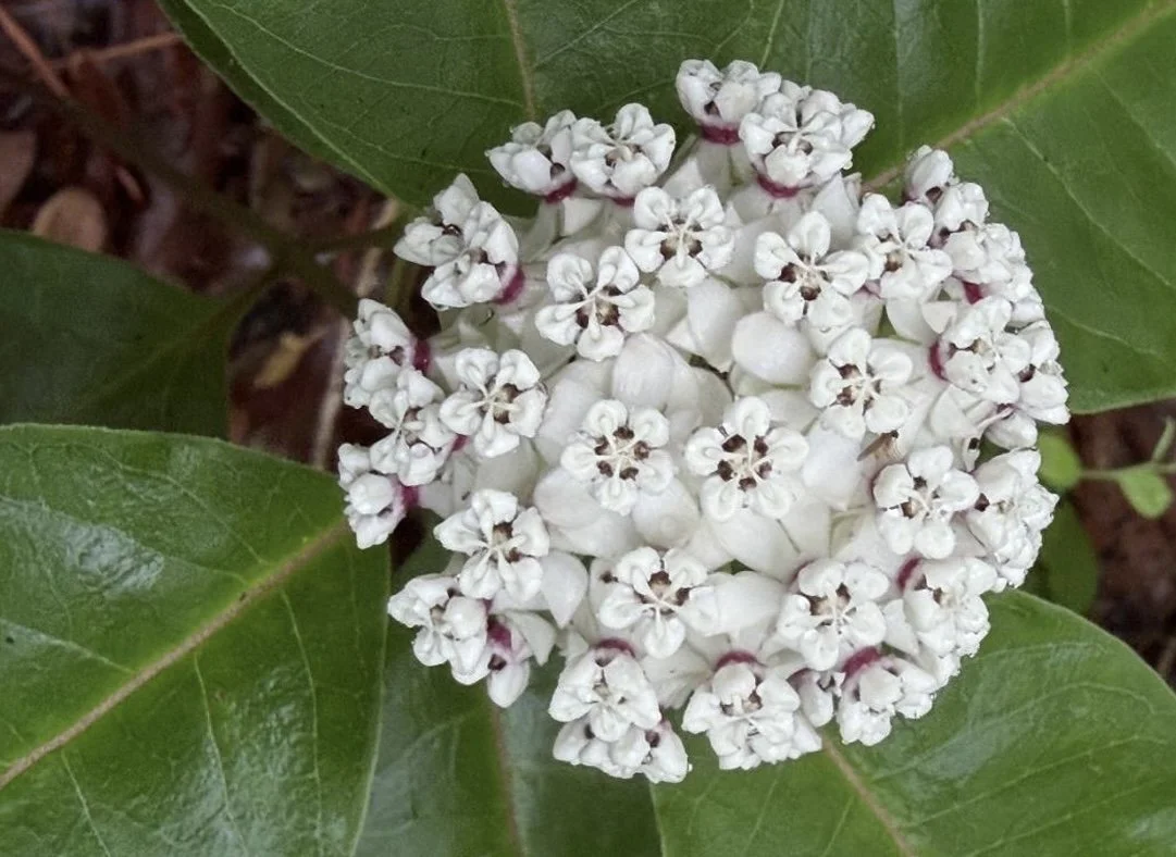 Plant of the Month June 2026: Redring or White Milkweed