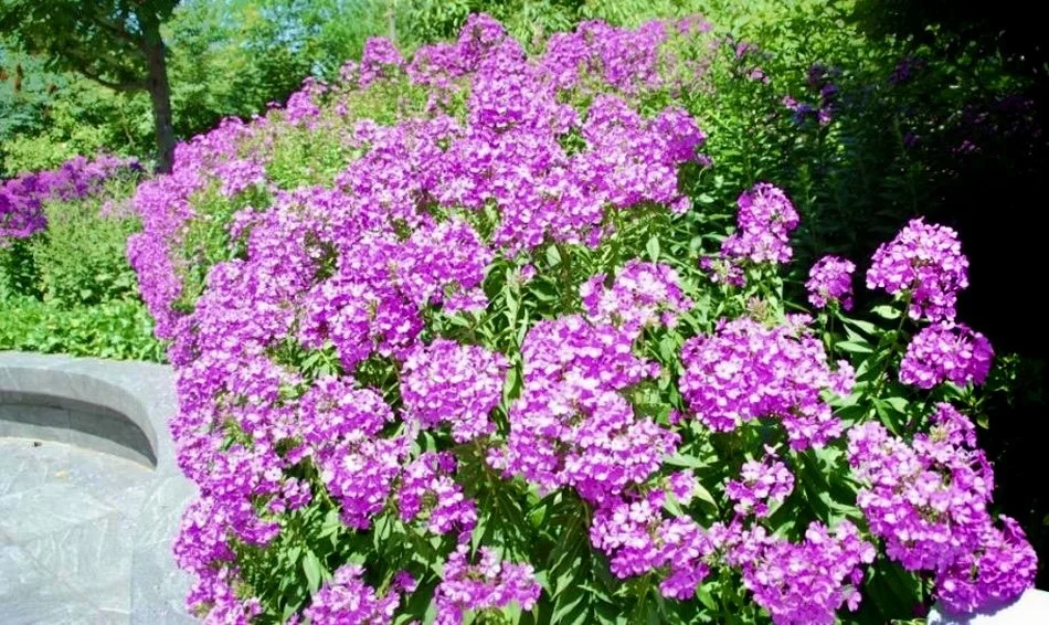 Plant of the Month July 2026: Fall or Garden Phlox
