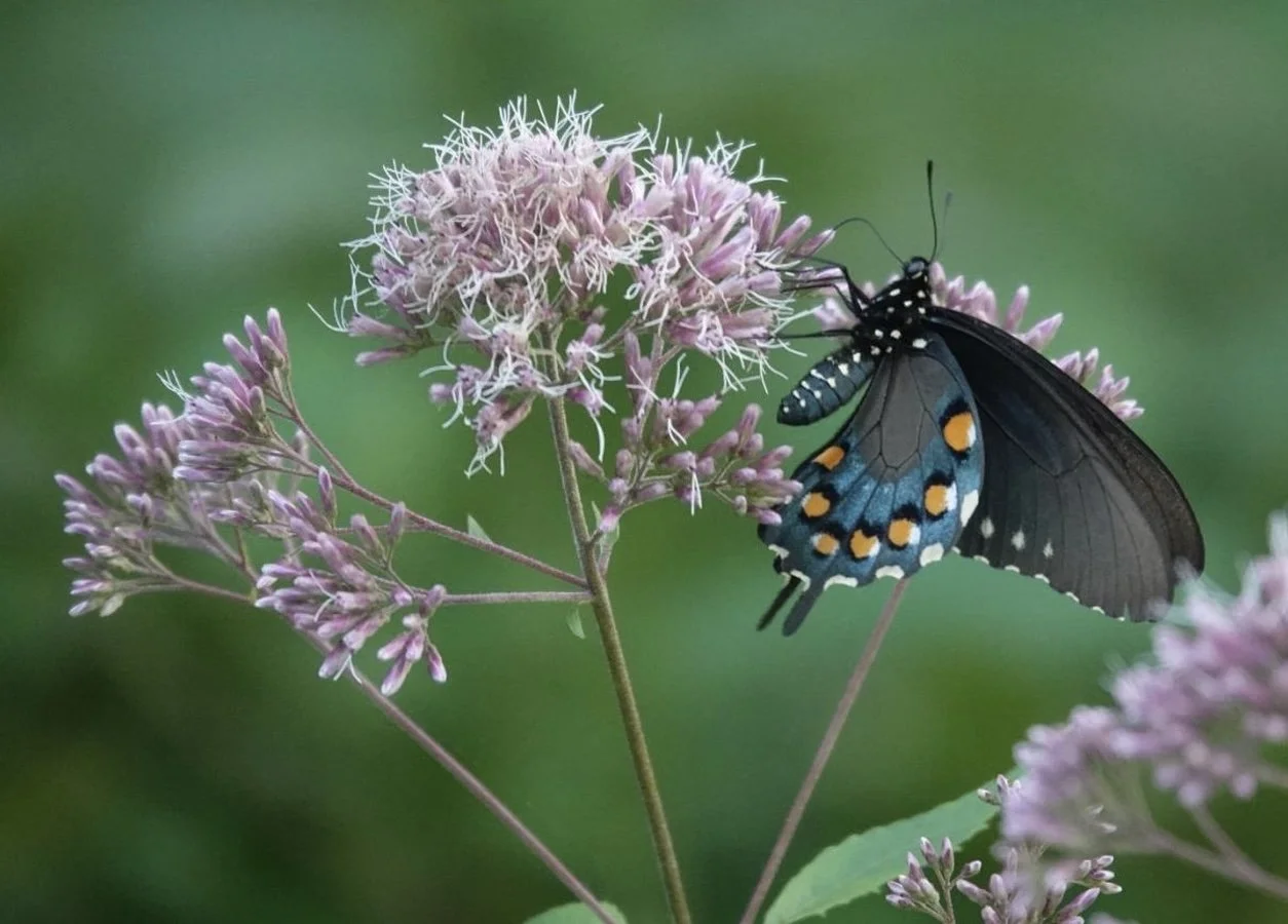 Plant of the Month August 2026: Sweet-scented Joe-pye-weed
