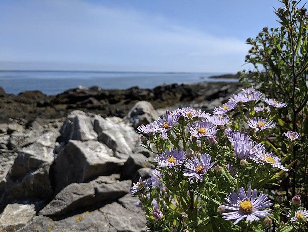 Plant of the Month September 2026: New York Aster